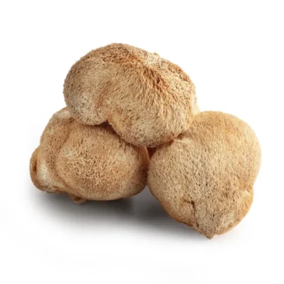 SOPLÓWKA JEŻOWATA SUSZONA