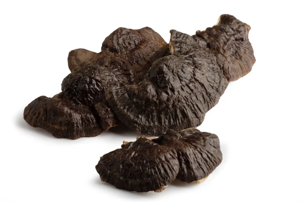 LAKOWNICA ŻÓŁTAWA (REISHI) SUSZONA