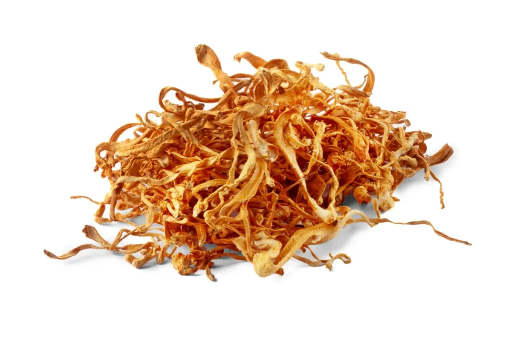 Home 4 - Sklep Grzybiarzy MACZUŻNIK BOJOWY (CORDYCEPS) SUSZONY