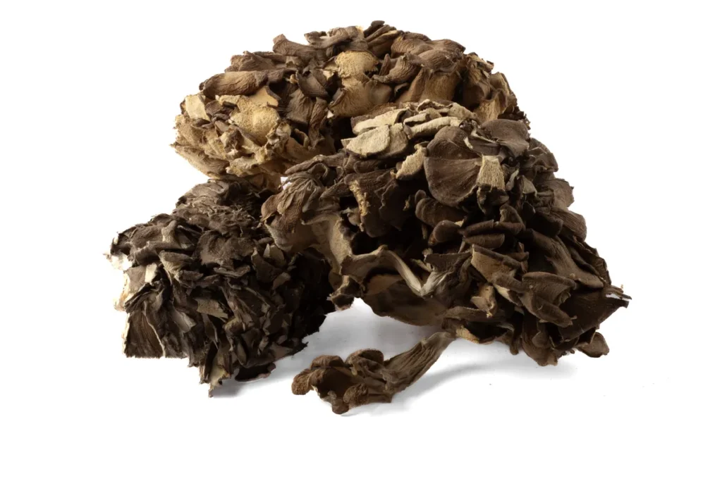ŻAGWICA LISTKOWATA (MAITAKE) SUSZONA