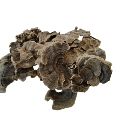 WROŚNIAK RÓŻNOBARWNY - grzyb suszony w całości 100g.